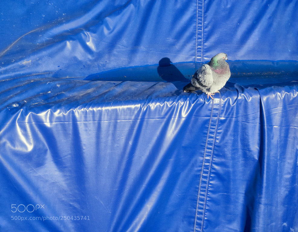 Olympus OM-D E-M1 sample photo. Pigeon in blue photography