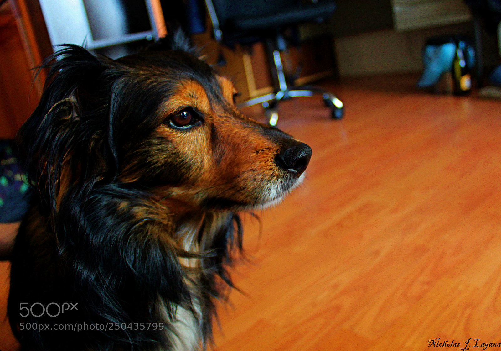 Canon EOS 1300D (EOS Rebel T6 / EOS Kiss X80) sample photo. Chewy photography