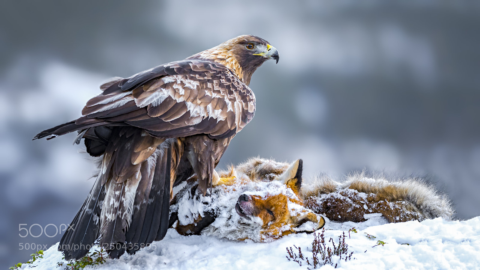 Olympus OM-D E-M1 Mark II sample photo. Golden eagle photography