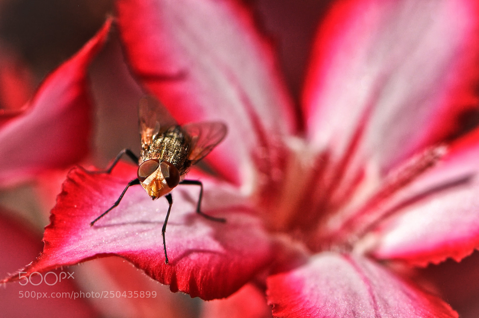 Nikon D300 sample photo. Lilyfly photography