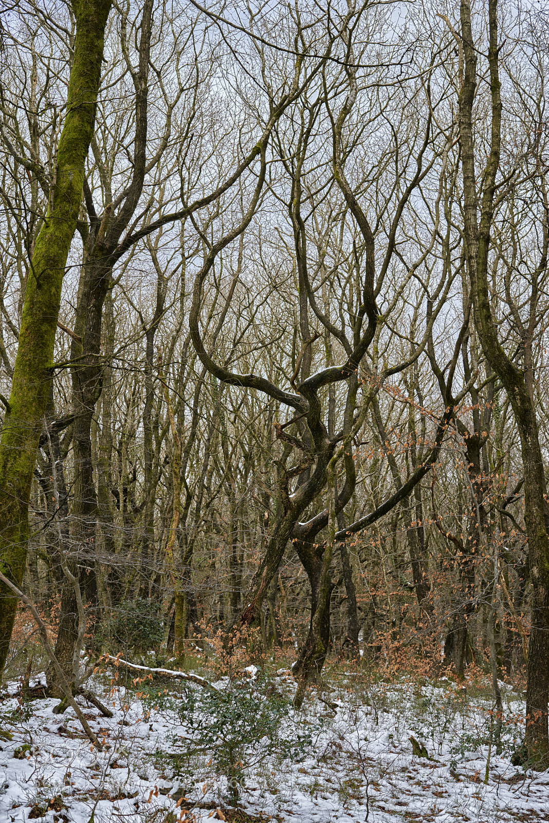 Nikon D800 sample photo. Twisted tree photography