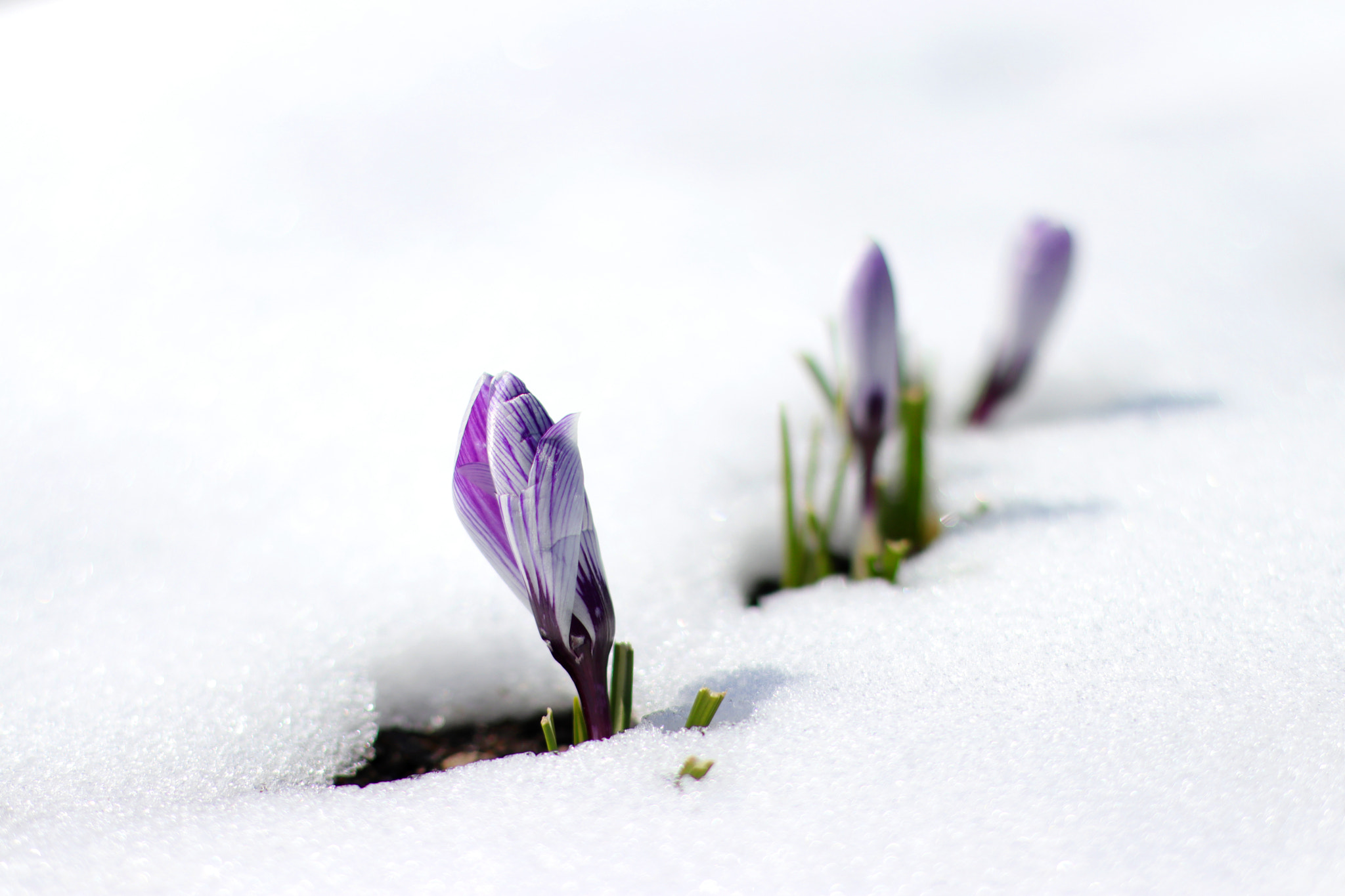 Canon EOS 80D + Canon EF 50mm F1.4 USM sample photo. Frozen photography