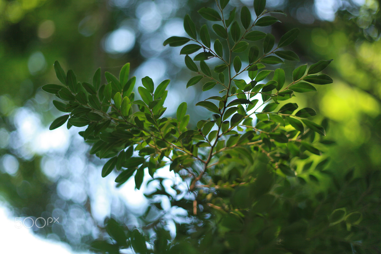 Canon EF 50mm F1.8 II sample photo. Diospyros photography