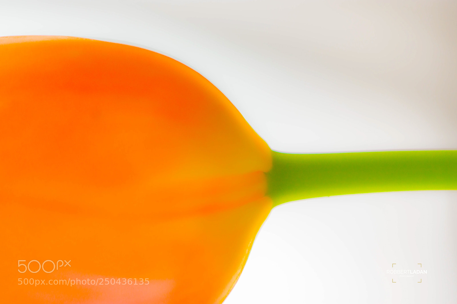 Nikon D7200 sample photo. Tulip photography