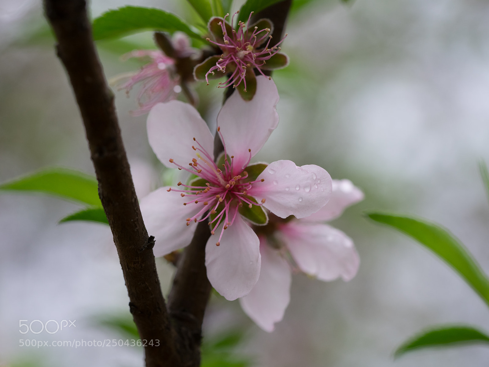 Sony a7 II sample photo. Untitled photography