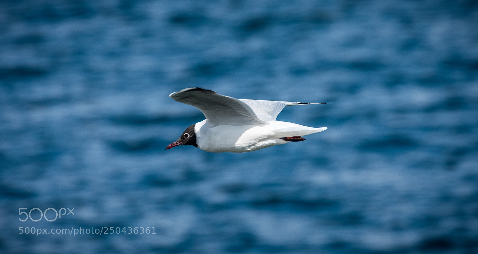 Canon EOS 5D Mark IV sample photo. Lachmöve im flug photography