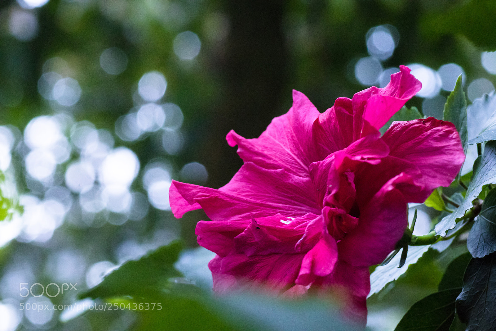 Canon EOS 80D sample photo. Red flower photography