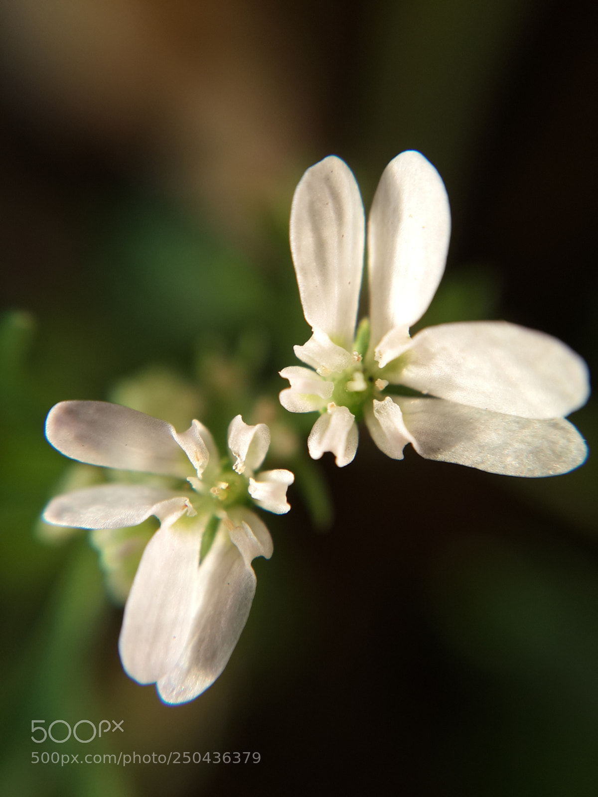 Samsung Galaxy S4 sample photo. ** photography