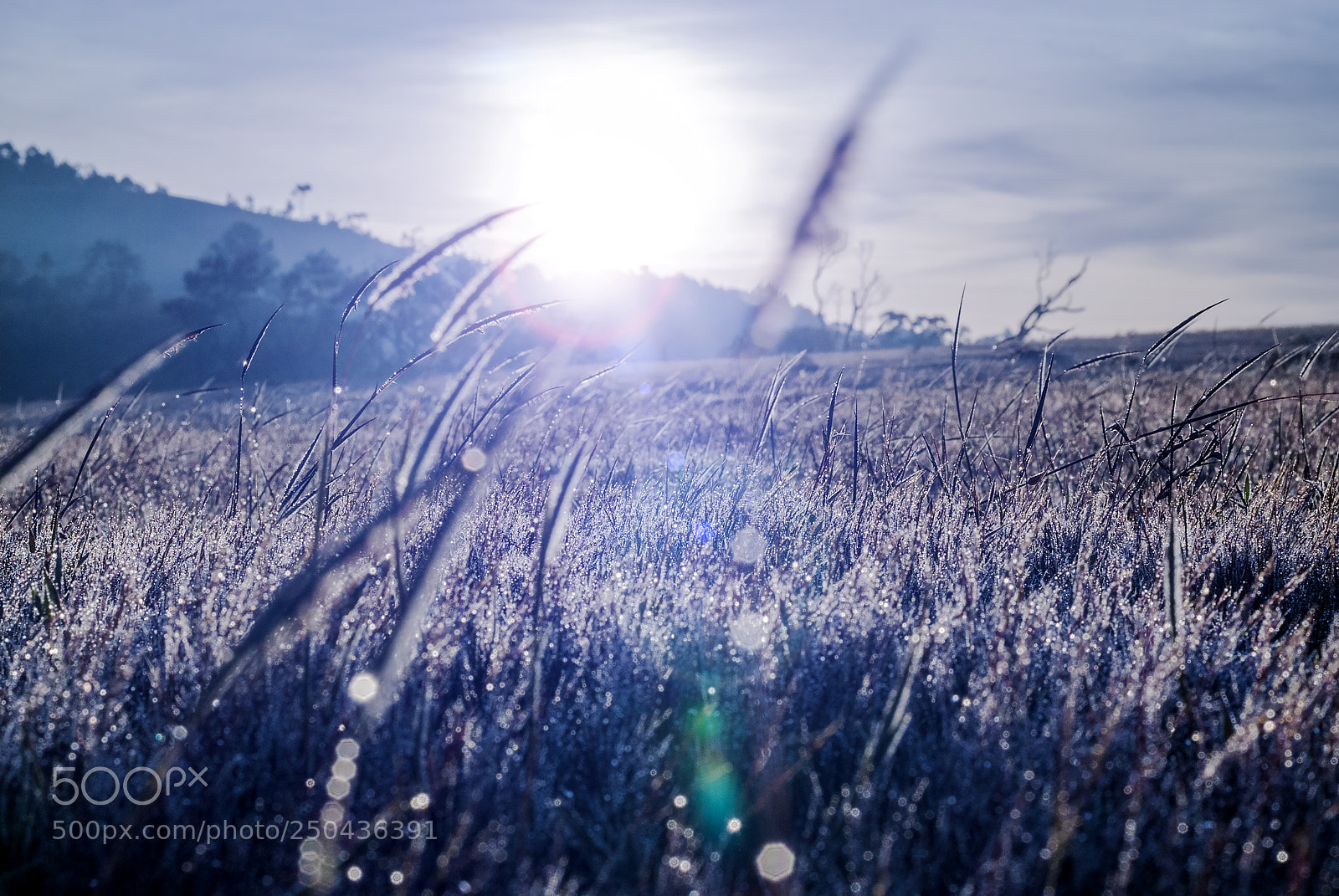 Nikon D200 sample photo. Pink grass photography