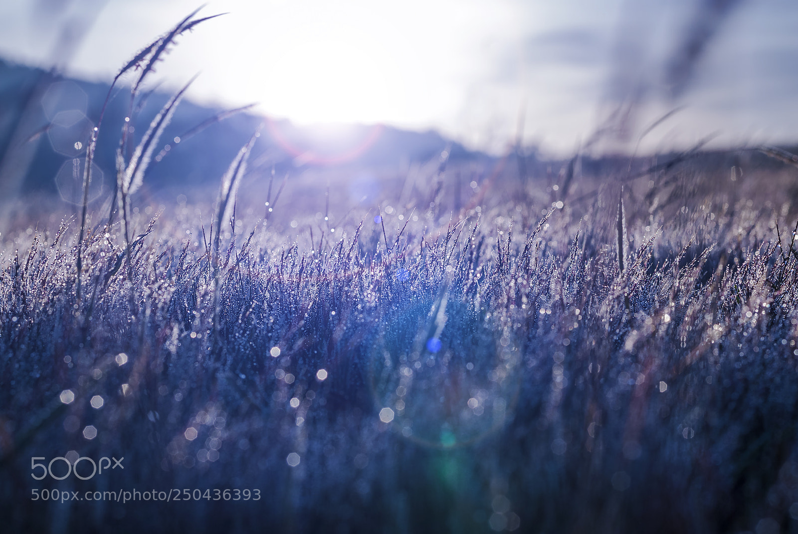 Nikon D200 sample photo. Pink grass photography