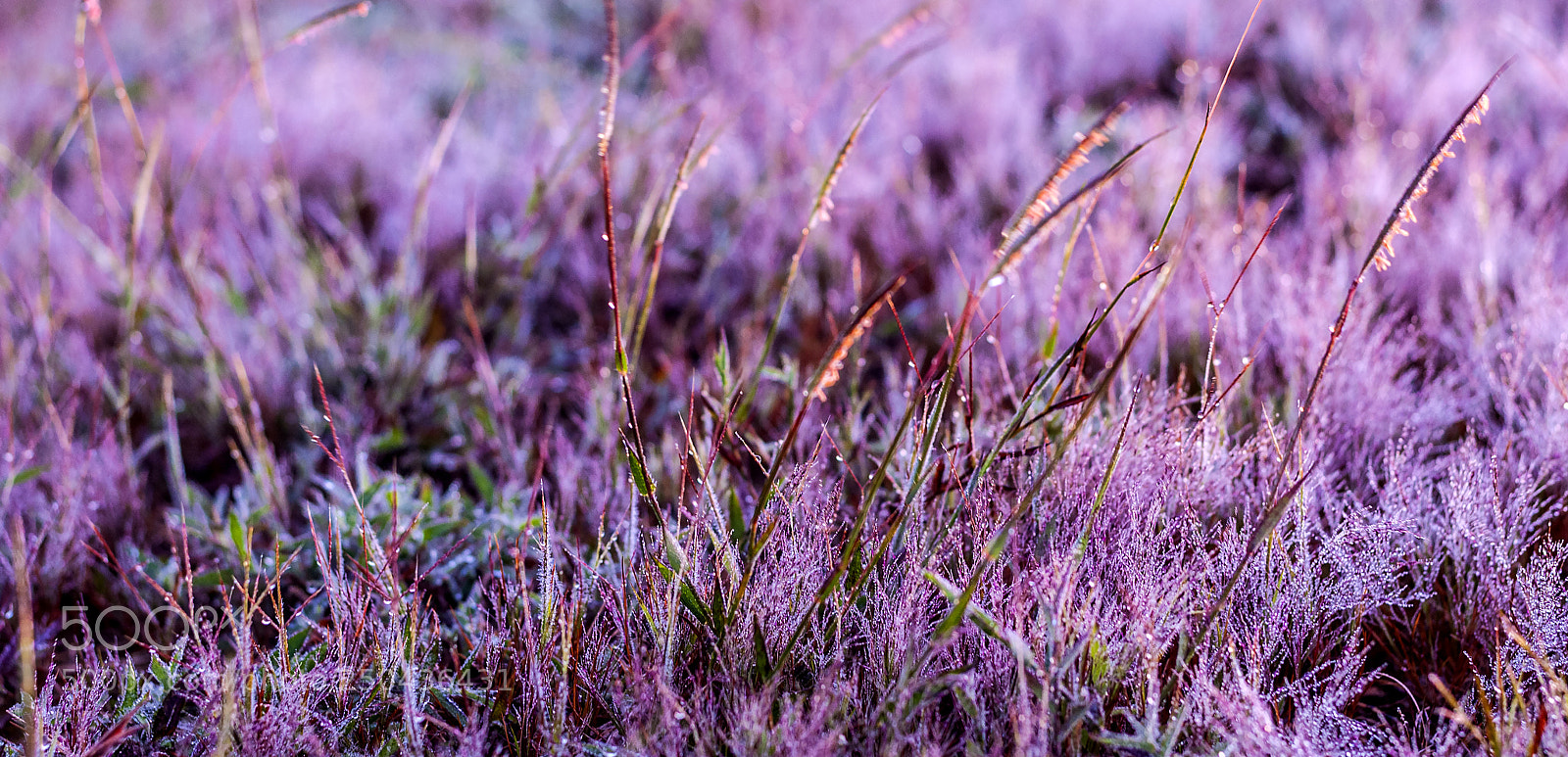 Nikon D200 sample photo. Pink grass photography