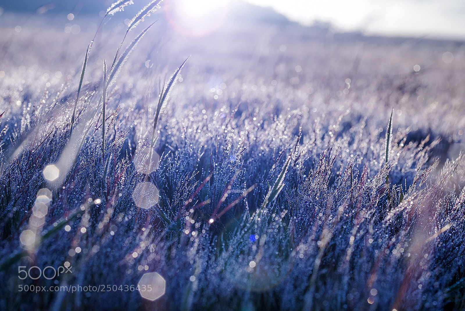 Nikon D200 sample photo. Pink grass photography