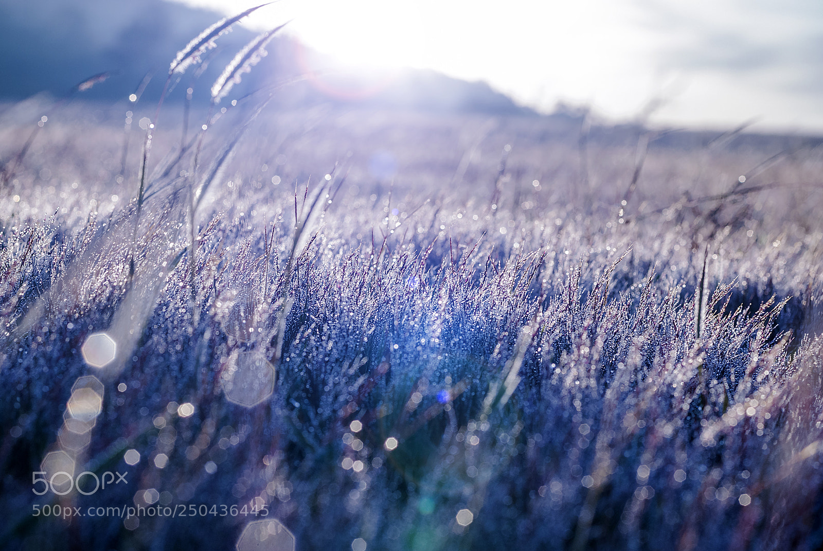 Nikon D200 sample photo. Pink grass photography