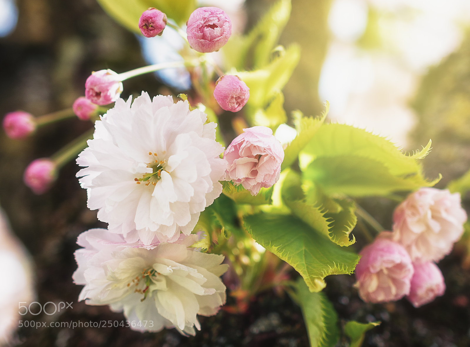 Nikon D7100 sample photo. Flowers of the cherry photography