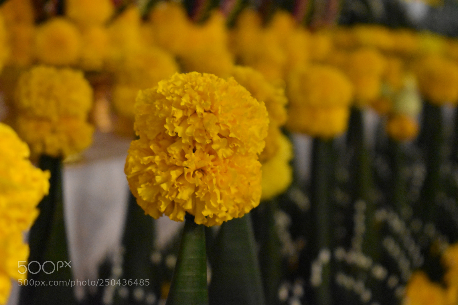 Nikon D5600 sample photo. Yellow photography