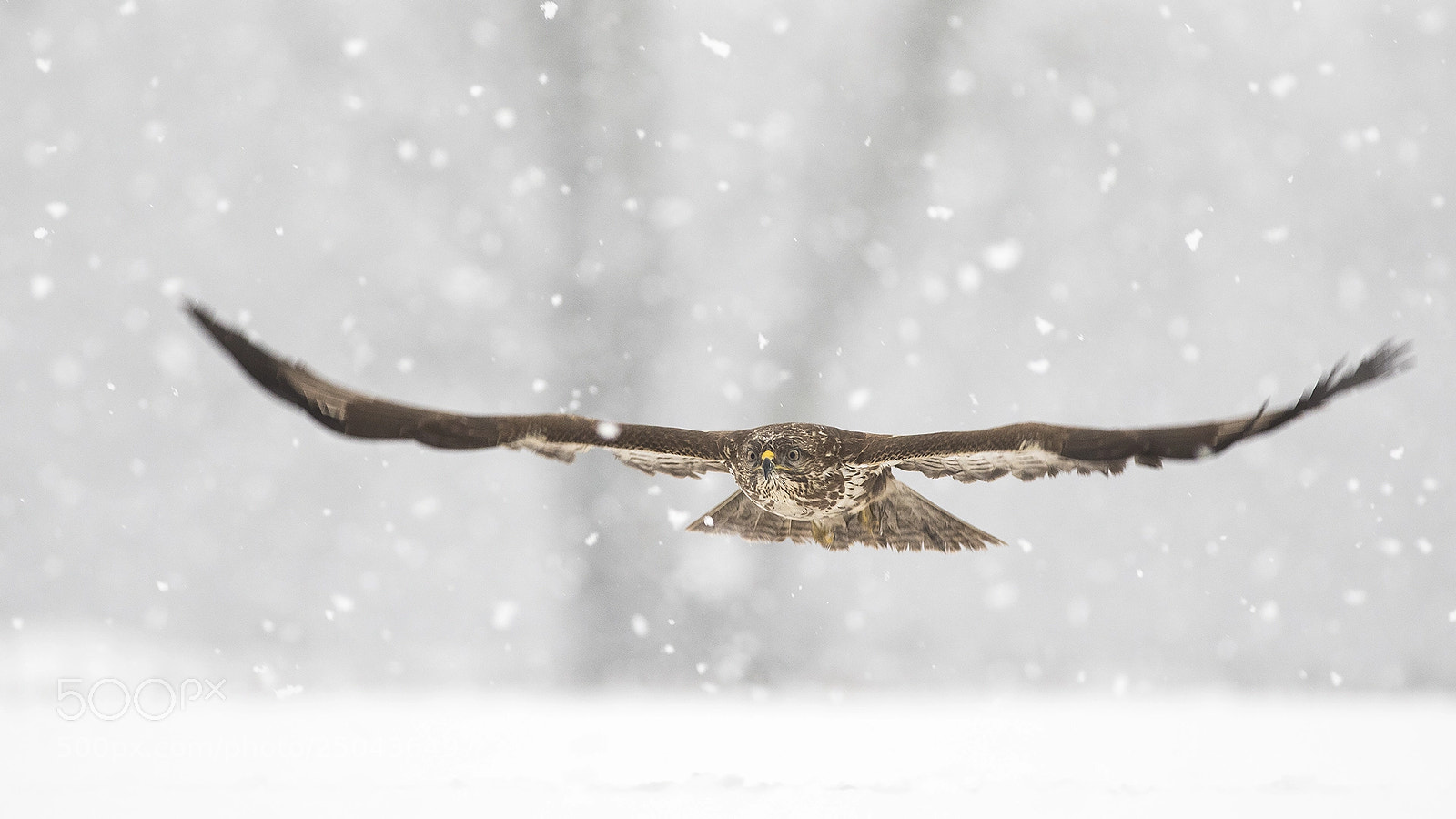 Canon EOS 5D Mark IV sample photo. Snow photography