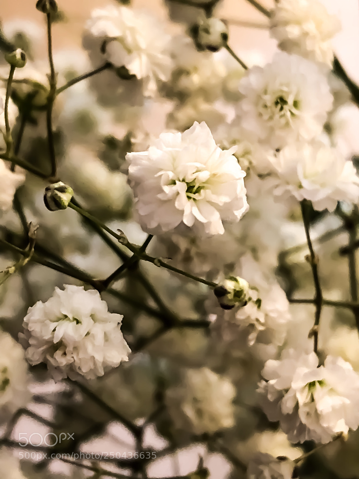 Apple iPhone 8 Plus sample photo. Baby’s breath photography