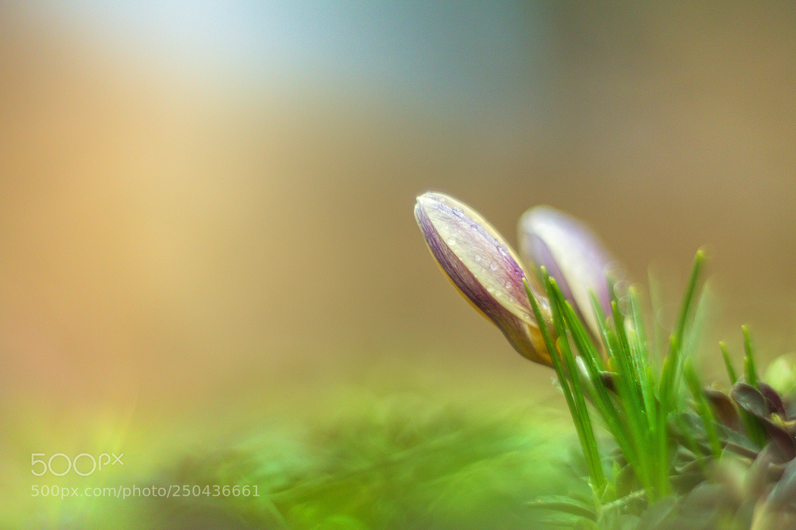 Canon EOS 650D (EOS Rebel T4i / EOS Kiss X6i) sample photo. Morning crocus photography