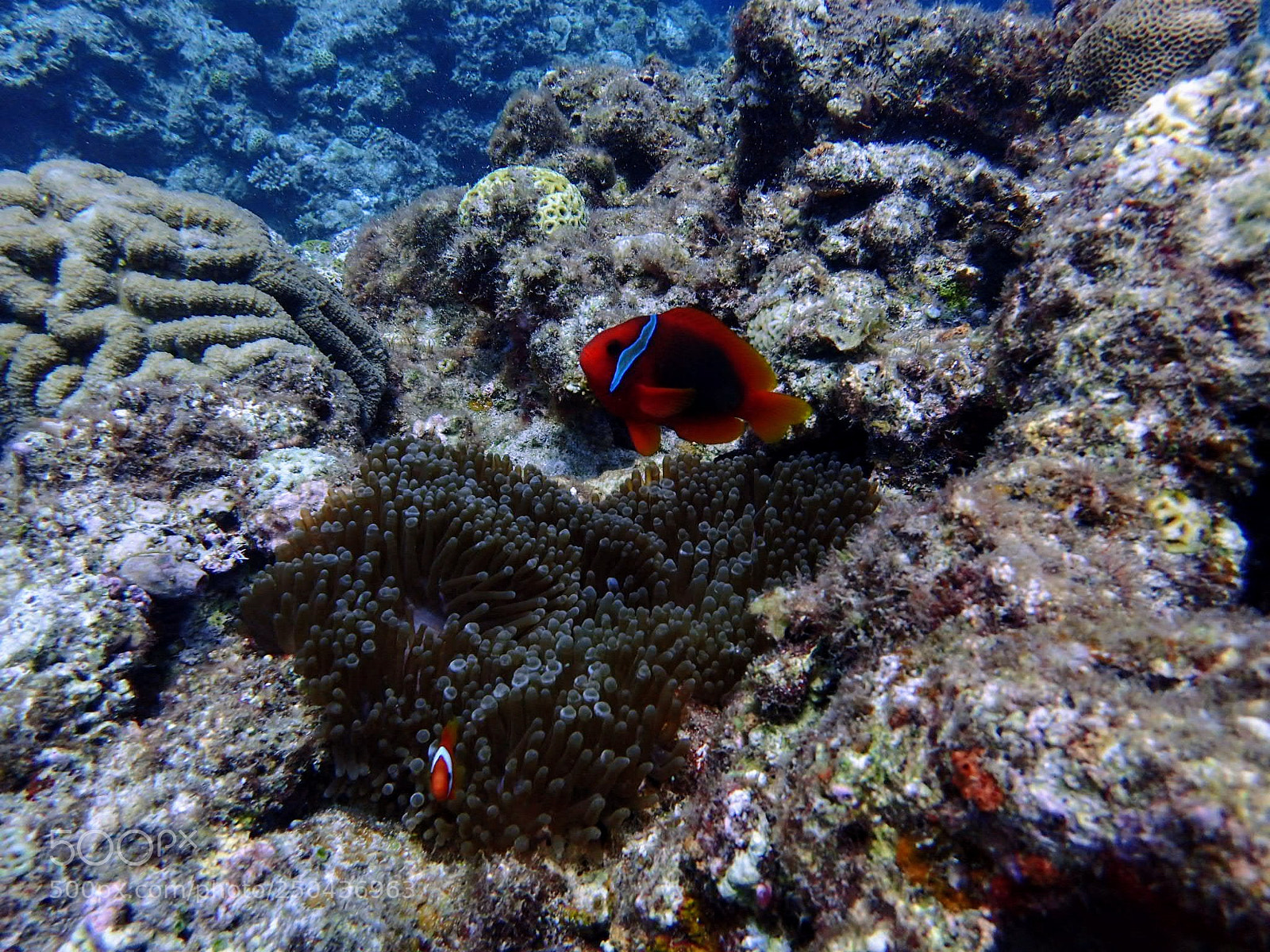Olympus TG-4 sample photo. Blue cave diving in photography