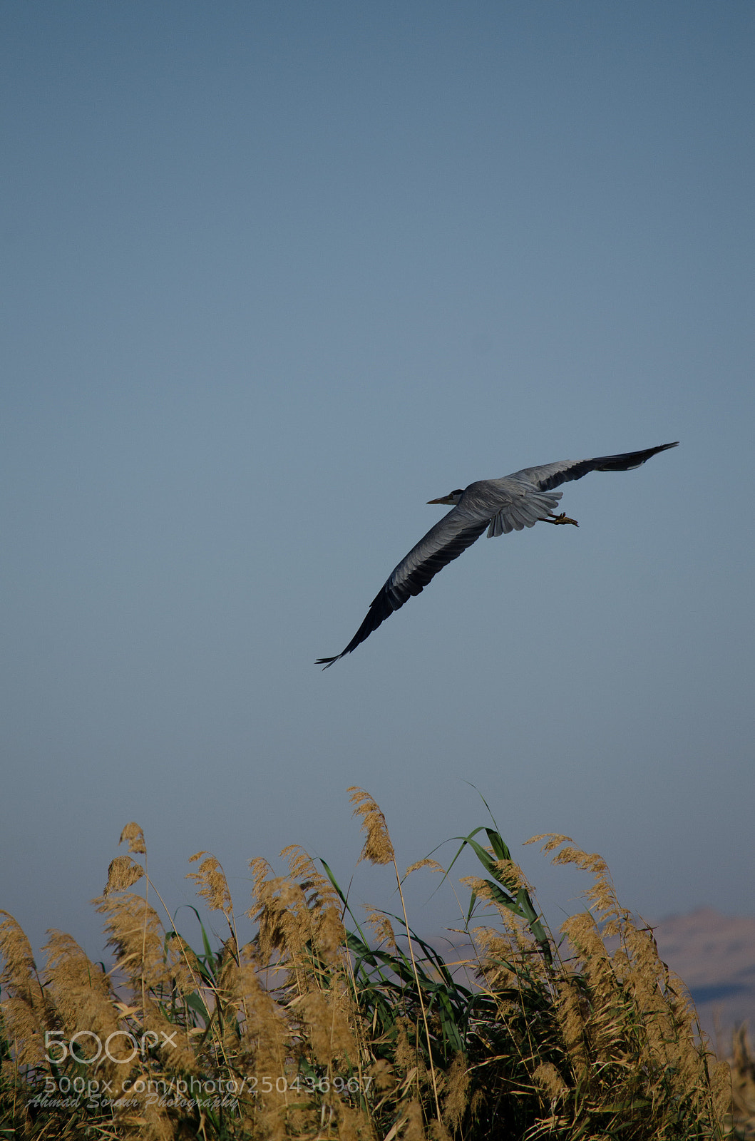 Nikon D7000 sample photo. Grey heron photography