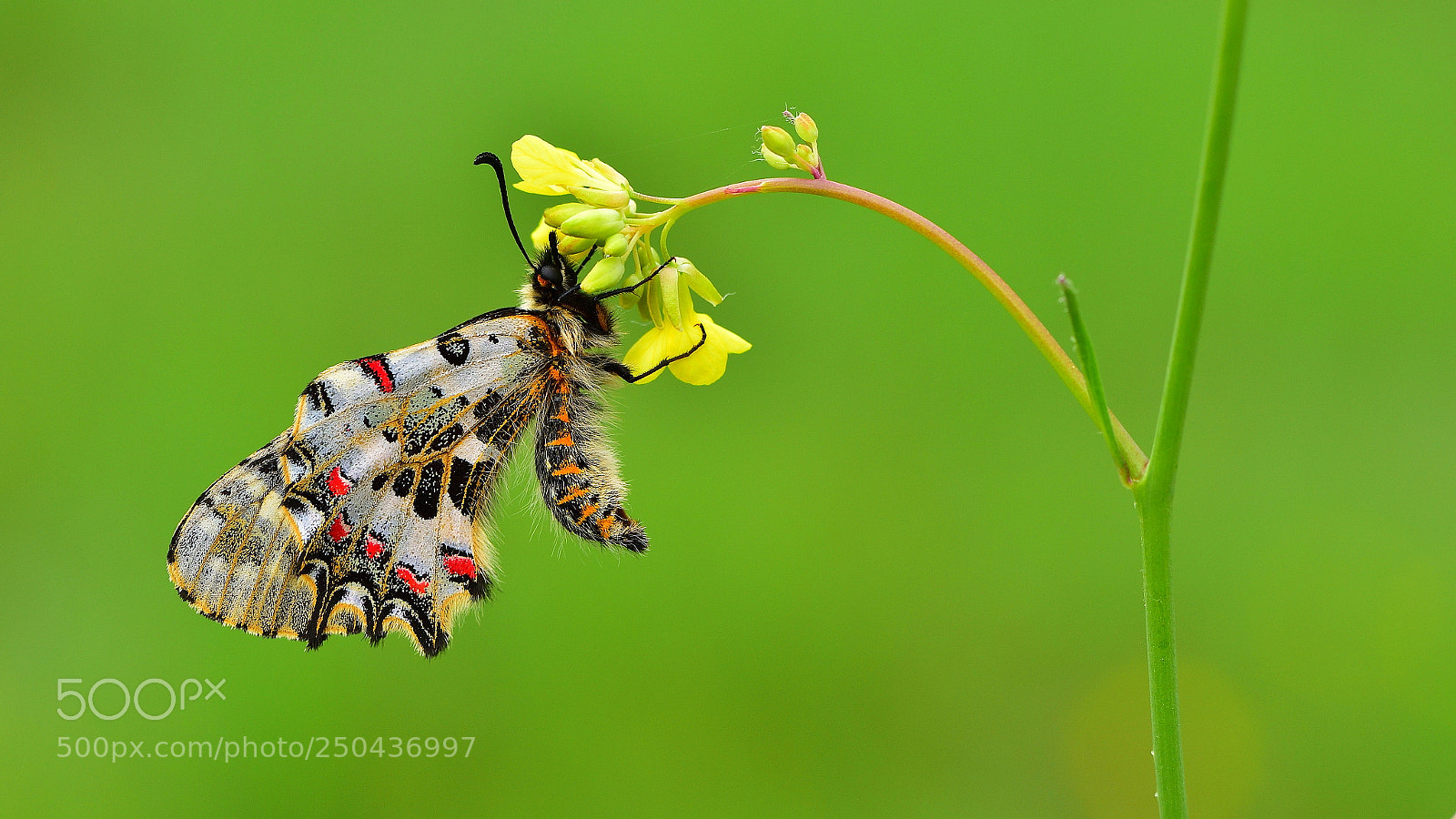 Nikon D810 sample photo. Orman fistosu / / zerynthia cerisyi photography