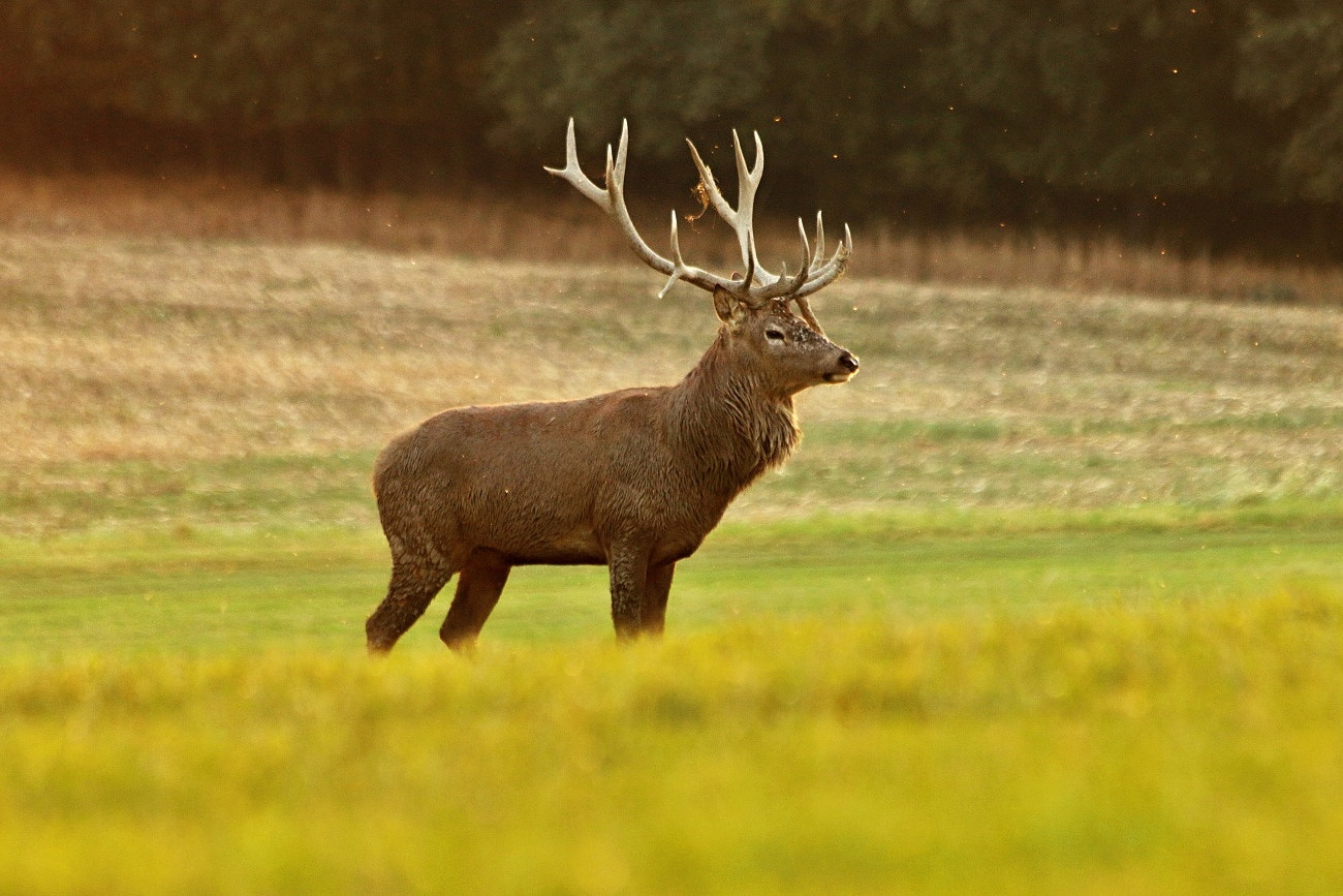 Canon EF 70-300mm F4-5.6 IS USM sample photo. Sublime photography