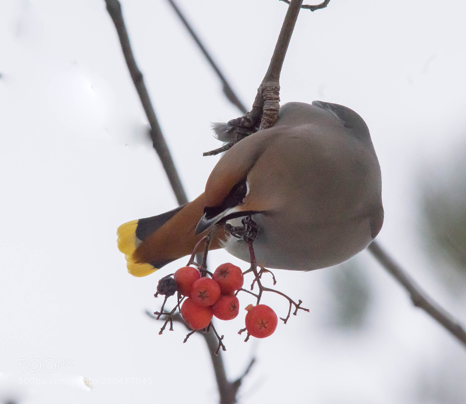 Pentax K-3 II sample photo. _img6570-edit.jpg photography