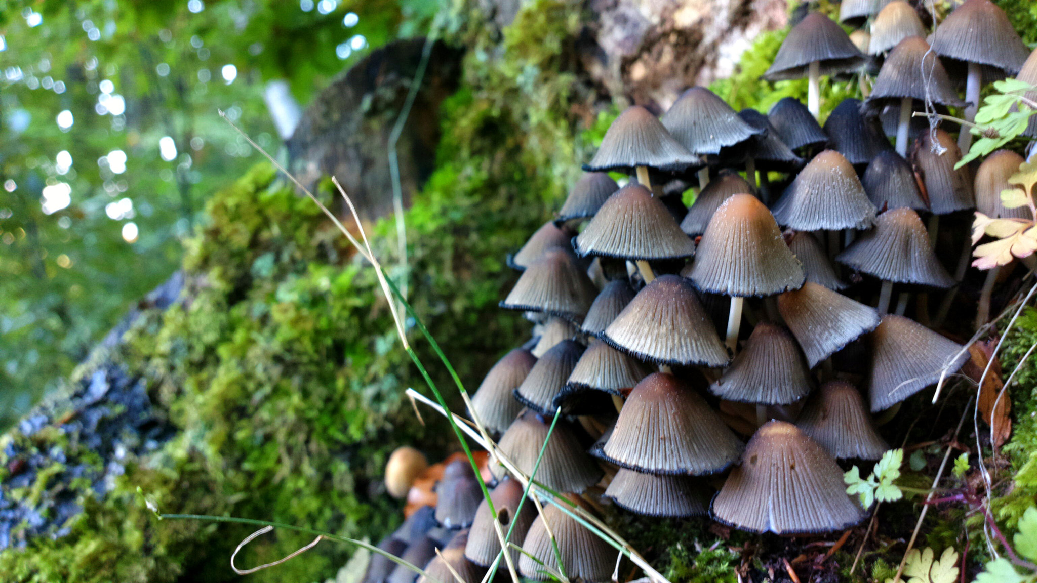 Nokia 808 PureView sample photo. Mushrooms photography