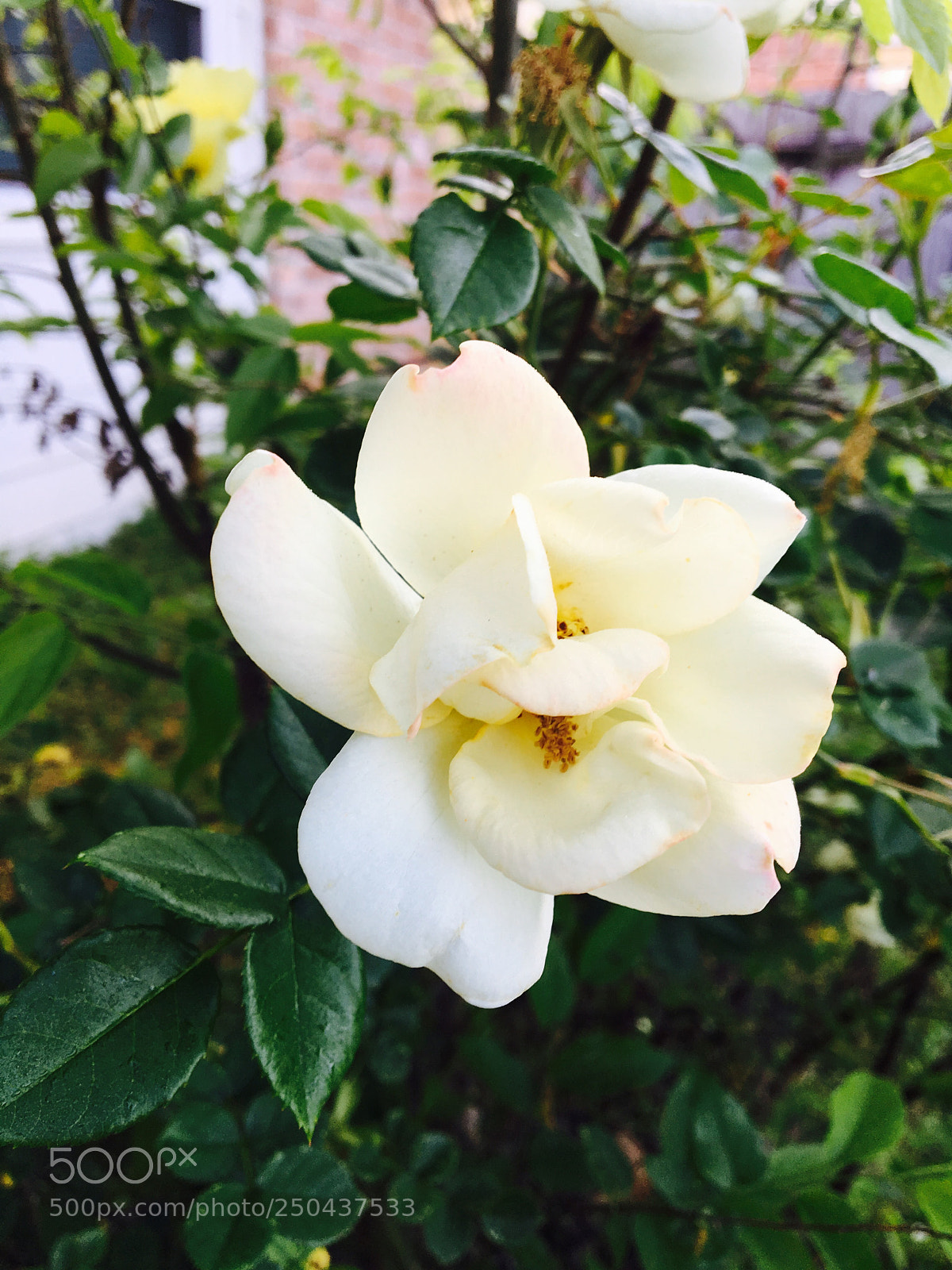 Apple iPhone 6s sample photo. Untitled photography