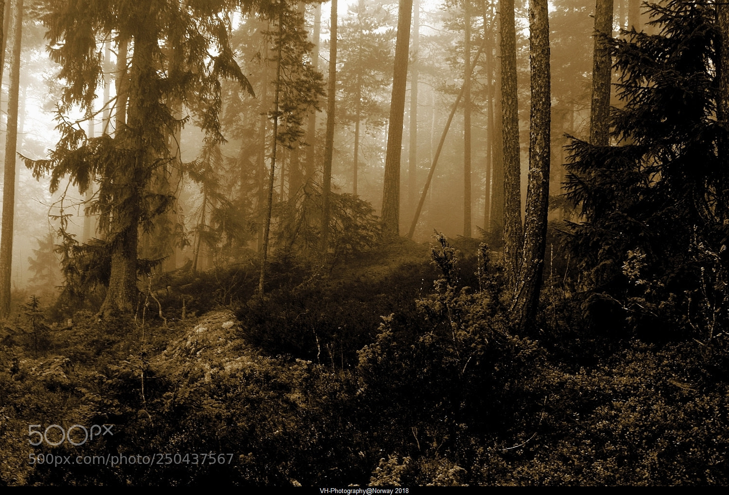 Canon EOS 20D sample photo. Foggy morning photography