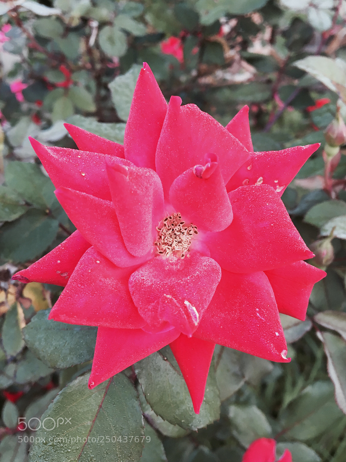 Apple iPhone 6s sample photo. Untitled photography