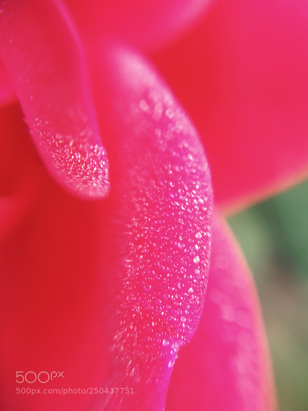 Apple iPhone 6s sample photo. Untitled photography
