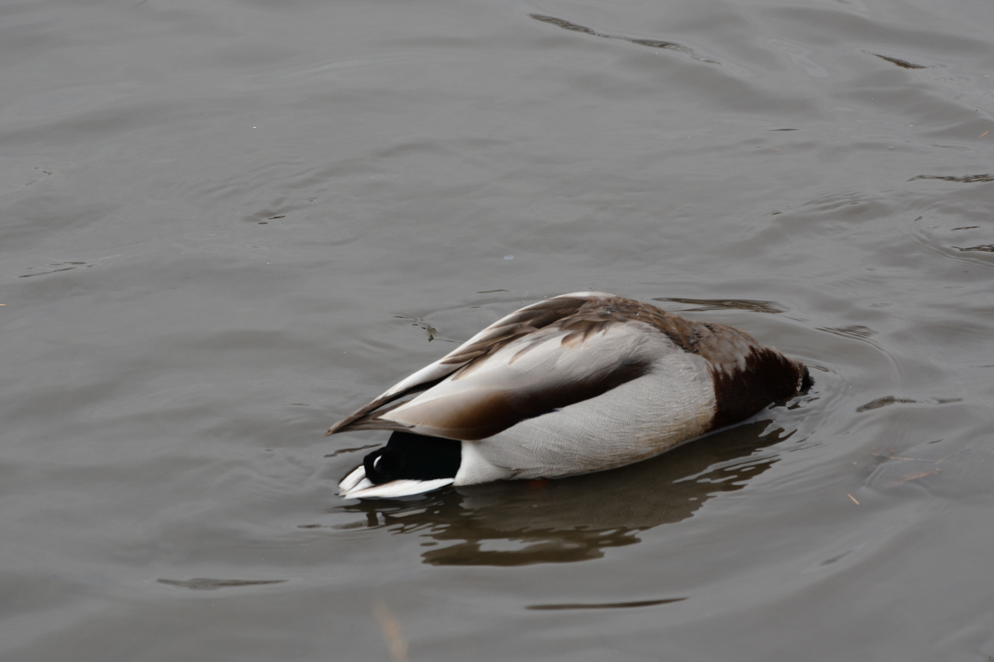Nikon D7100 sample photo. Hide-and-seek. photography