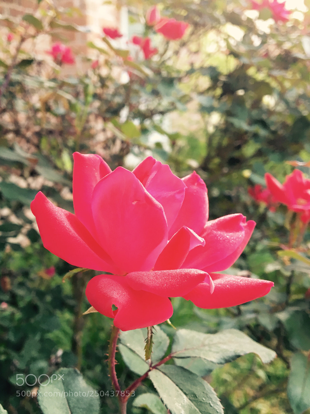 Apple iPhone 6s sample photo. Untitled photography