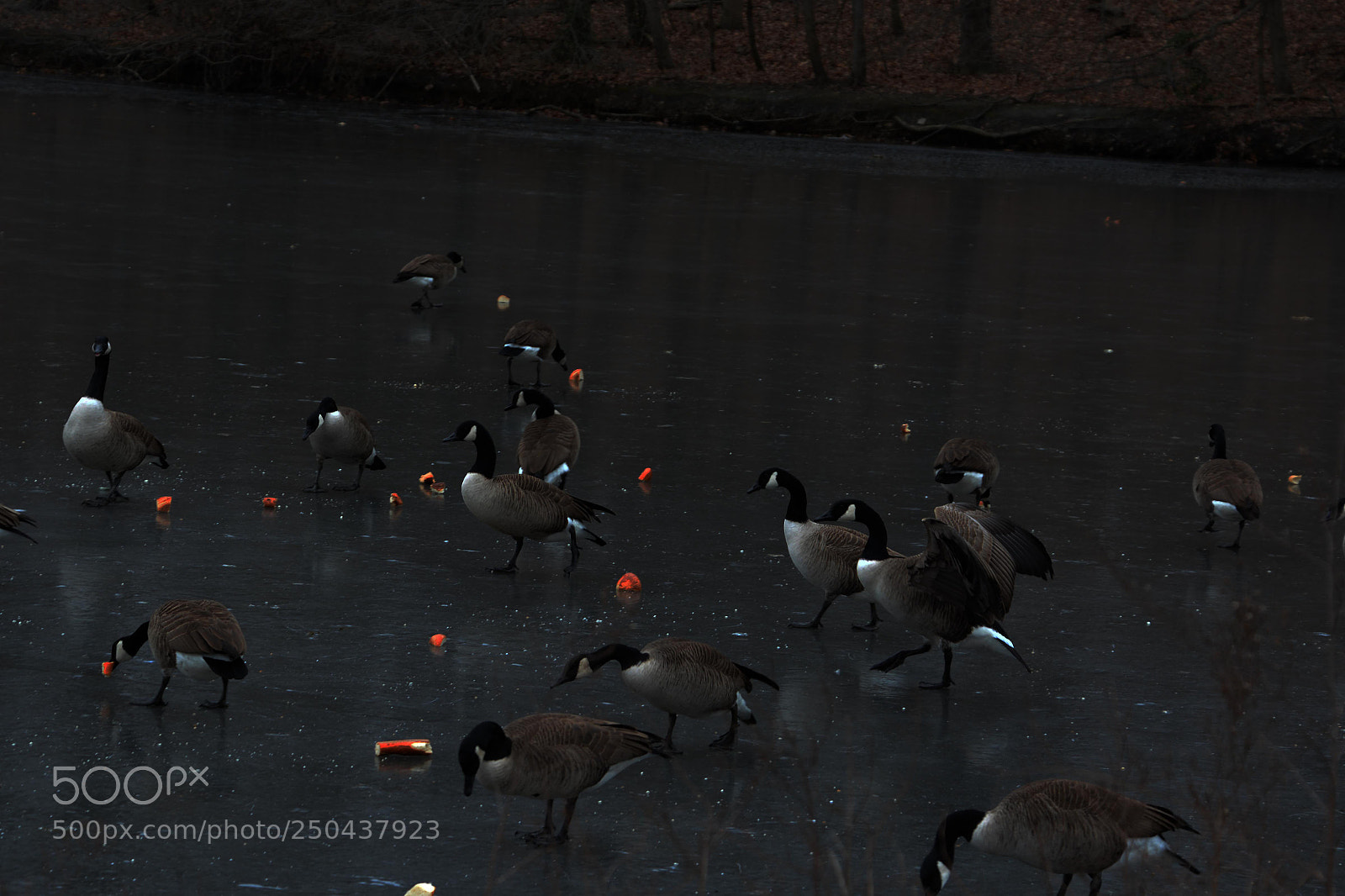 Nikon D7100 sample photo. Bird life. evening. ice. photography