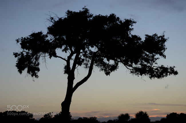 Nikon D7000 sample photo. Td photography