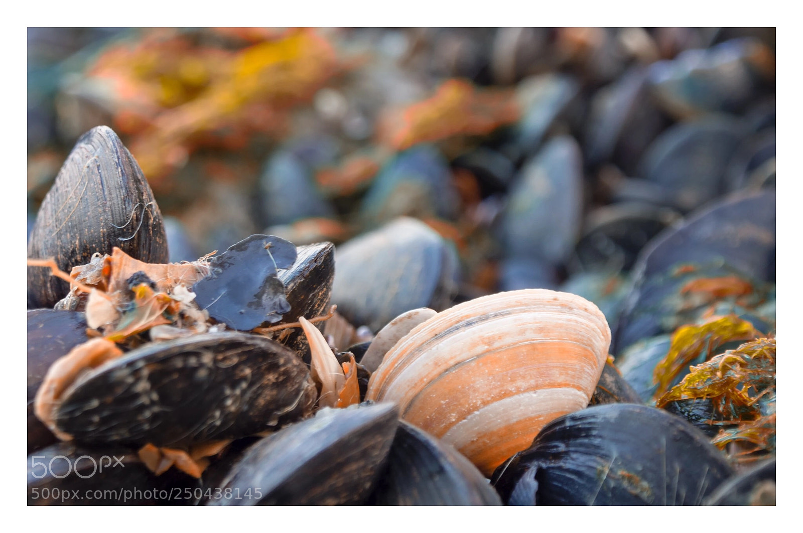 Olympus OM-D E-M5 sample photo. Shell photography