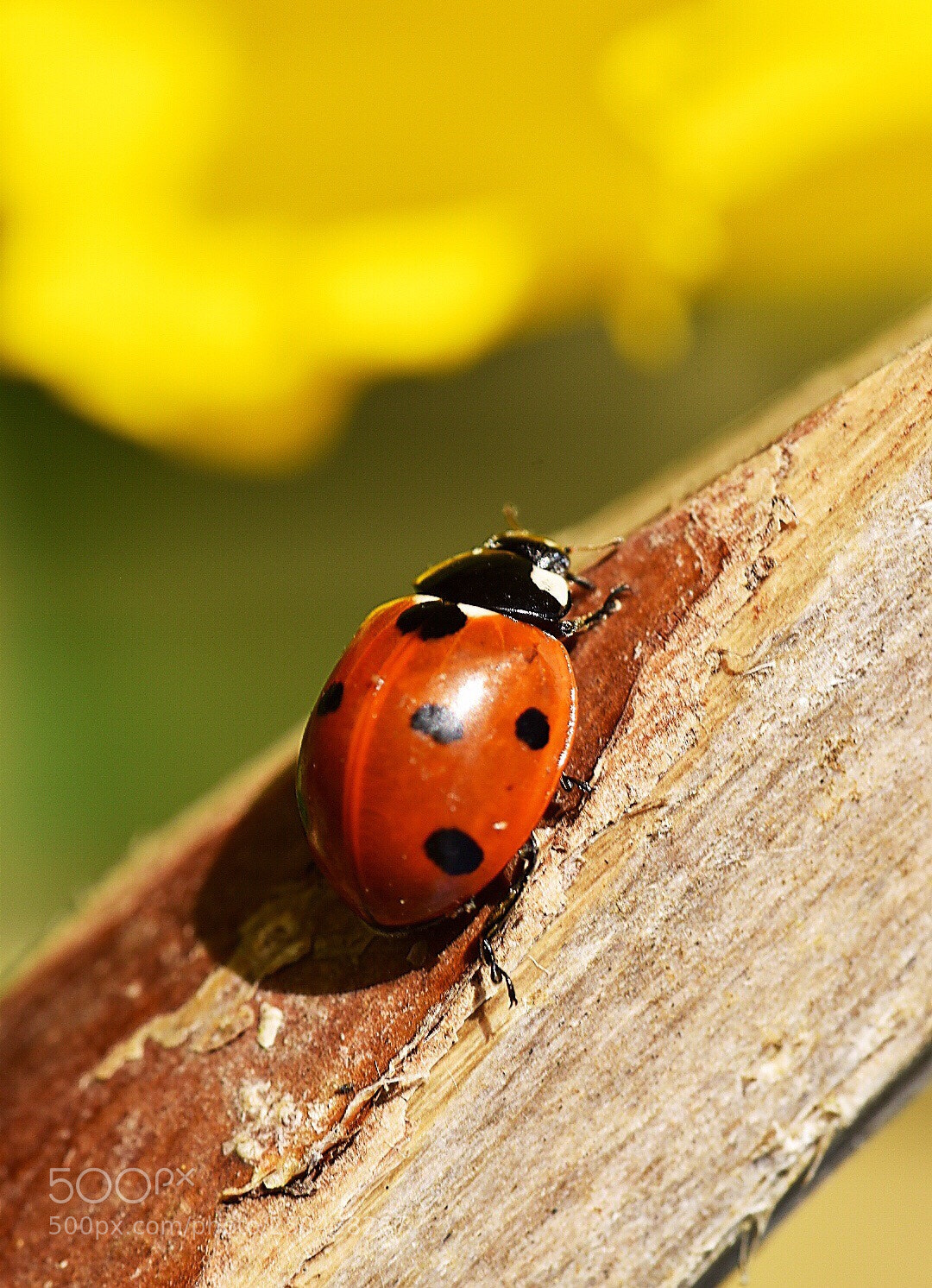 Nikon D5600 sample photo. The spring is back:) photography