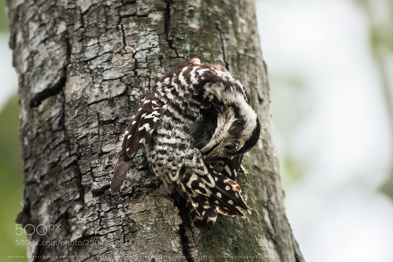 Nikon D810 sample photo. Grey-capped woodpecker photography