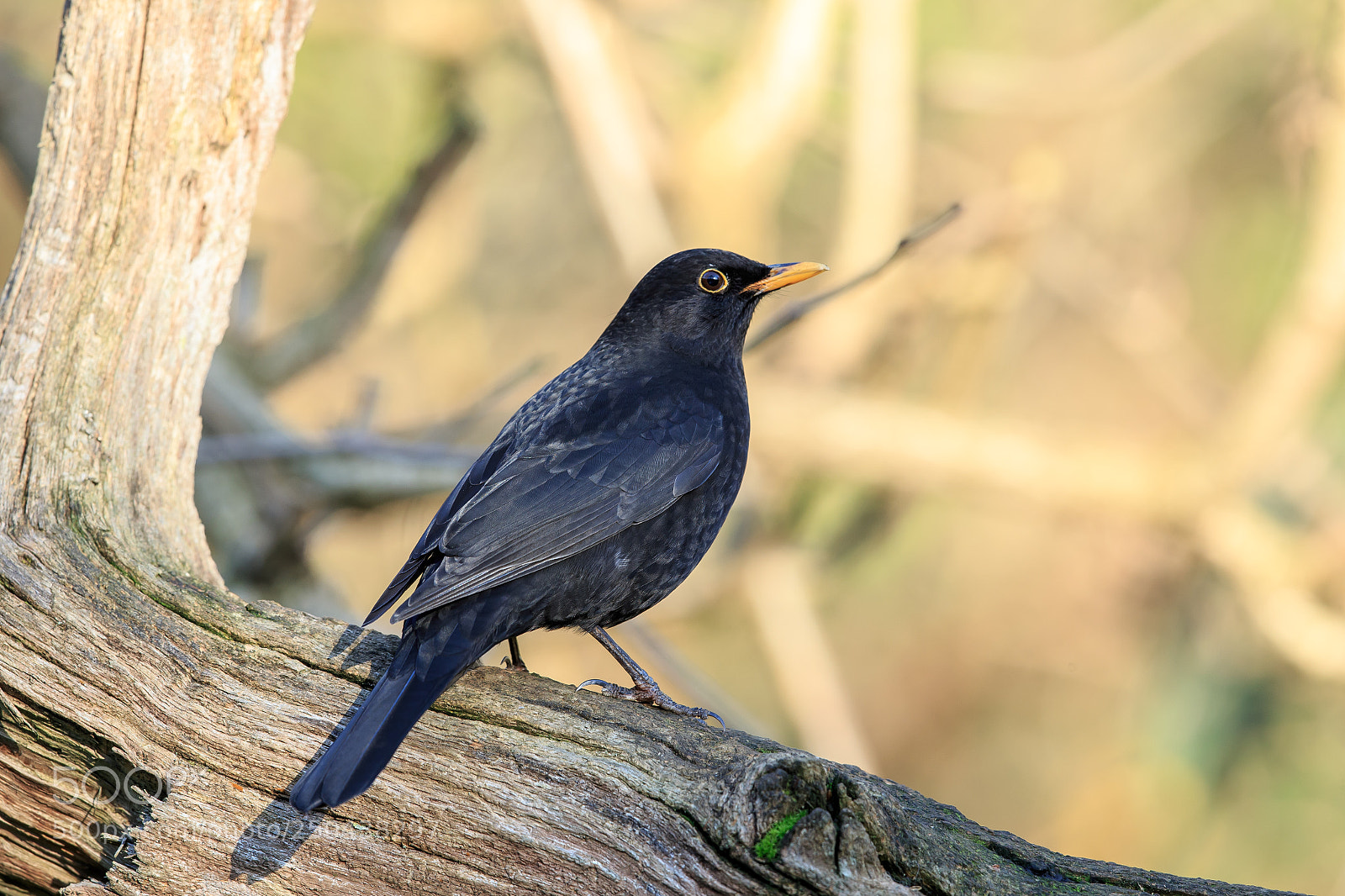 Canon EOS-1D X sample photo. A common blackbird up photography