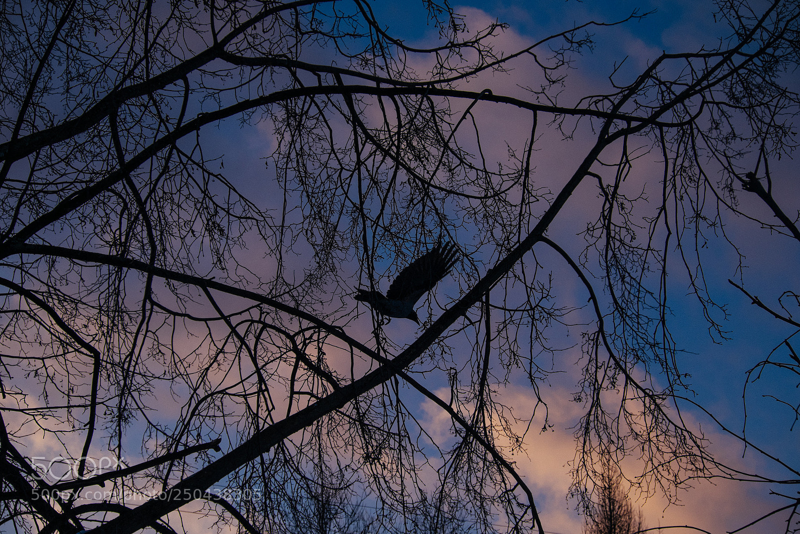 Fujifilm X-T1 sample photo. Raven photography
