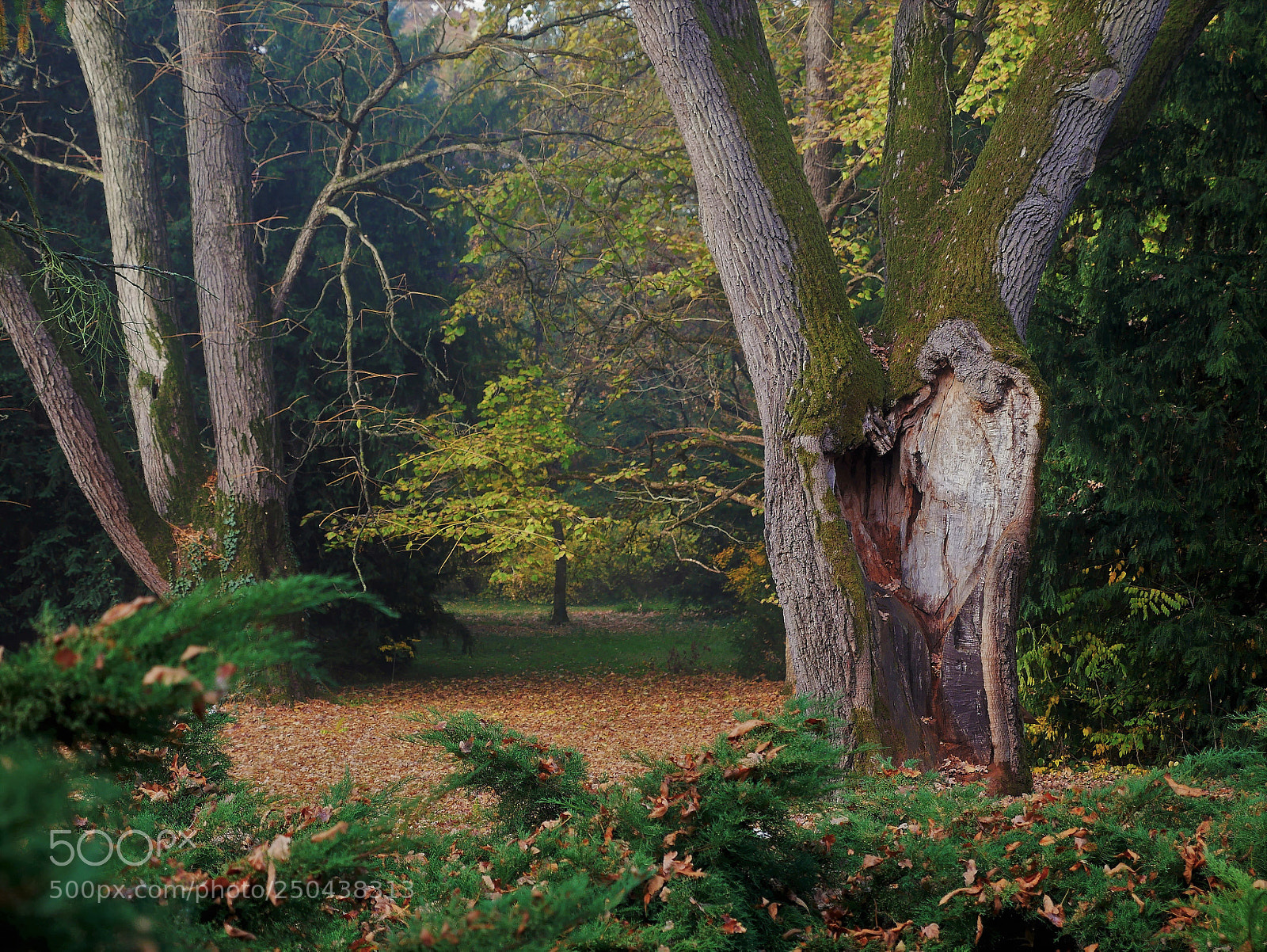 Panasonic Lumix DMC-GX85 (Lumix DMC-GX80 / Lumix DMC-GX7 Mark II) sample photo. Deep in the forest photography