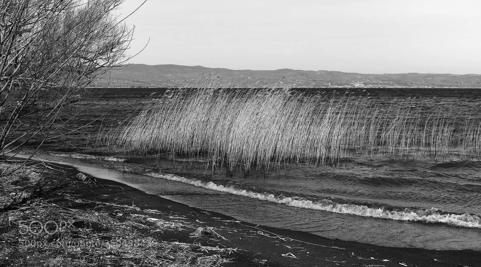 Sigma DP2 Merrill sample photo. Come un'incisione photography