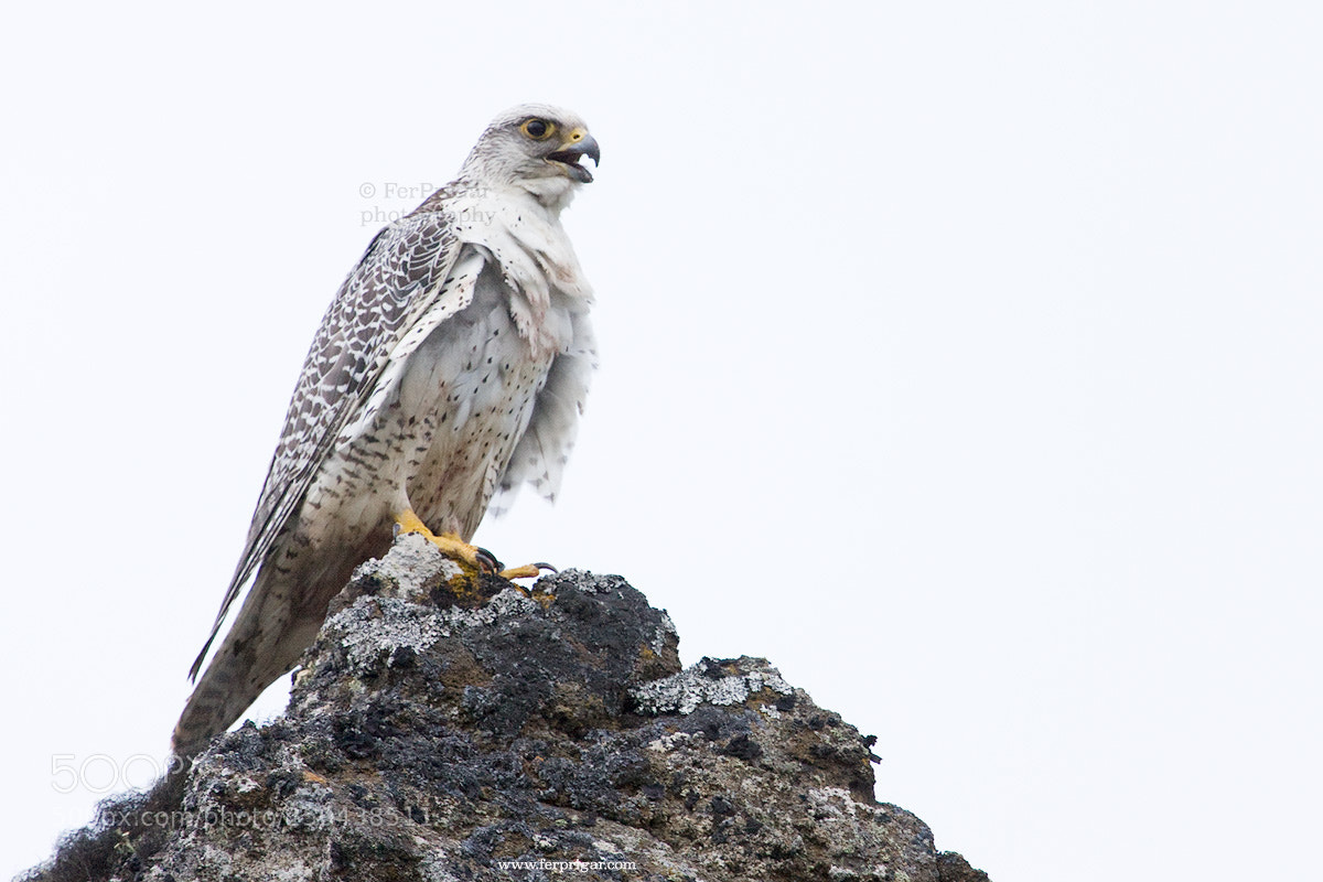 Canon EOS 40D sample photo. Gyrafalcon photography