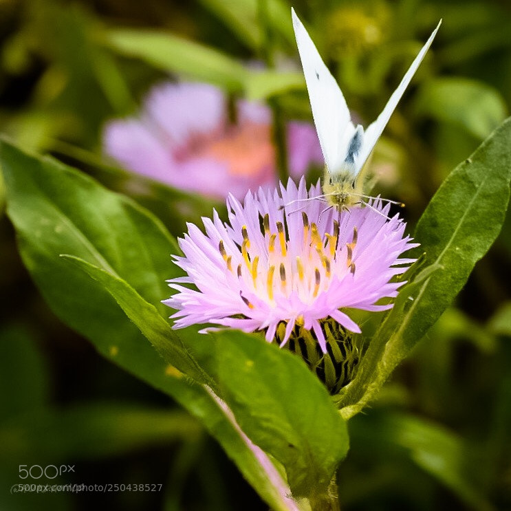 Nikon D5300 sample photo. Hi flower photography
