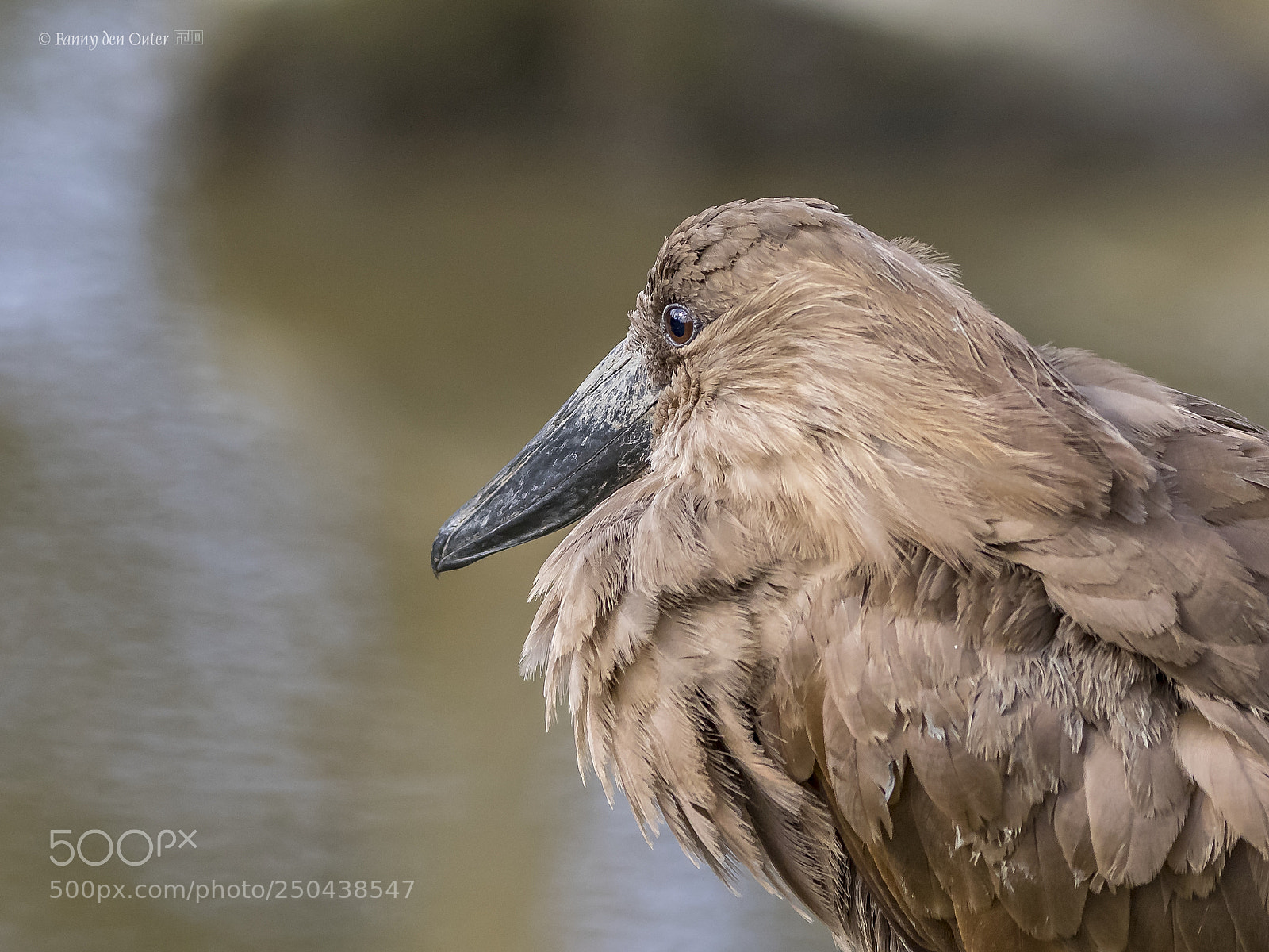 Olympus OM-D E-M1 sample photo. Hamerkop photography