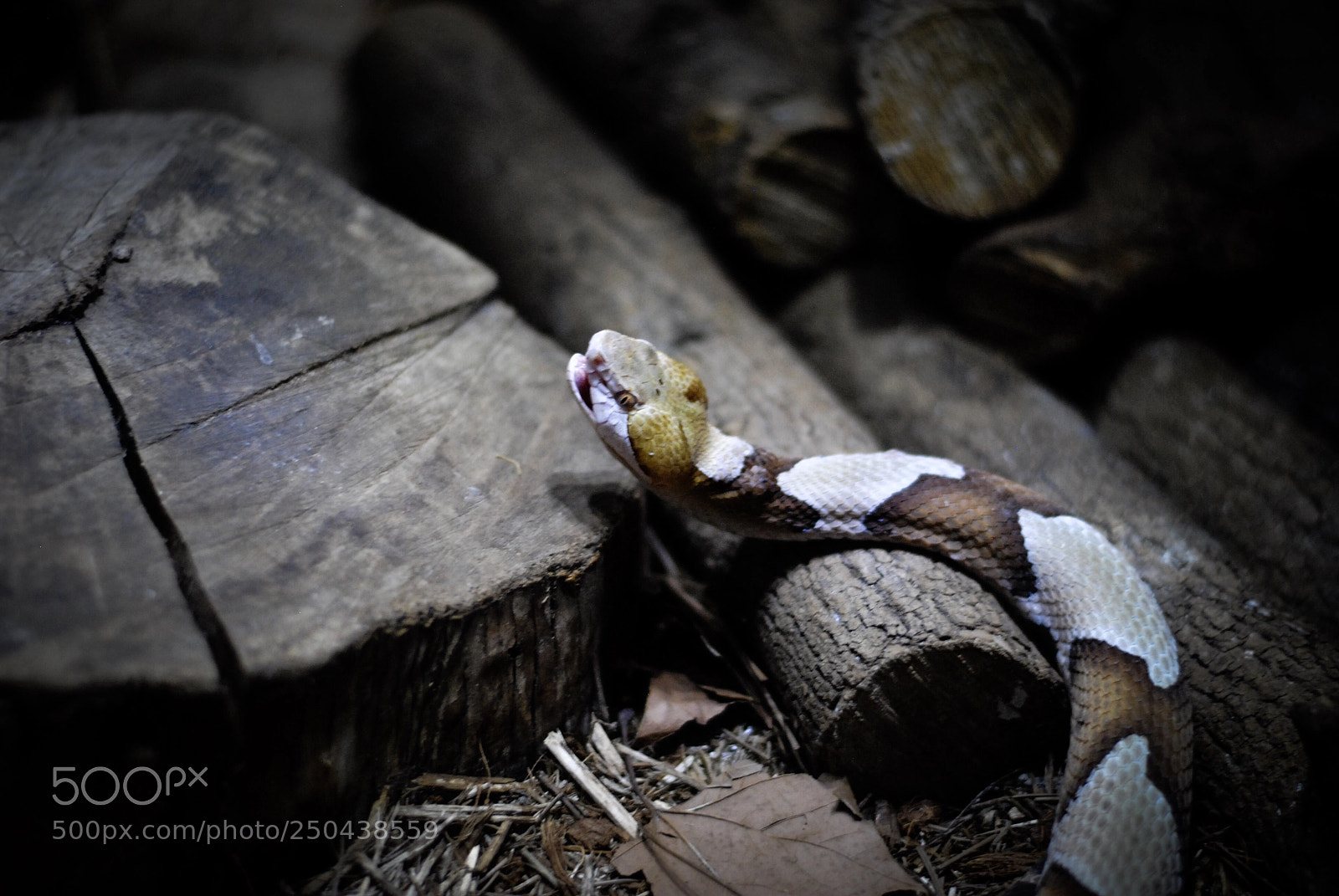 Nikon D3000 sample photo. Snake photography