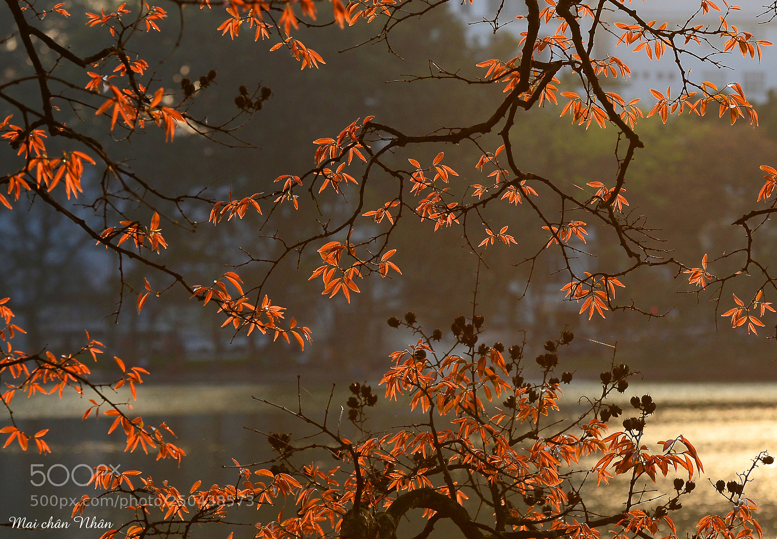 Nikon D600 sample photo. B ng l ng photography