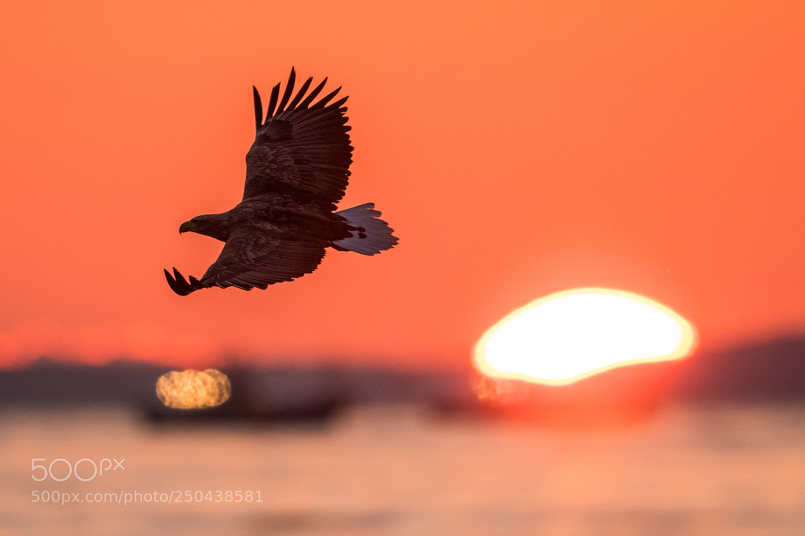 Nikon D500 sample photo. Eagle and sunrise photography