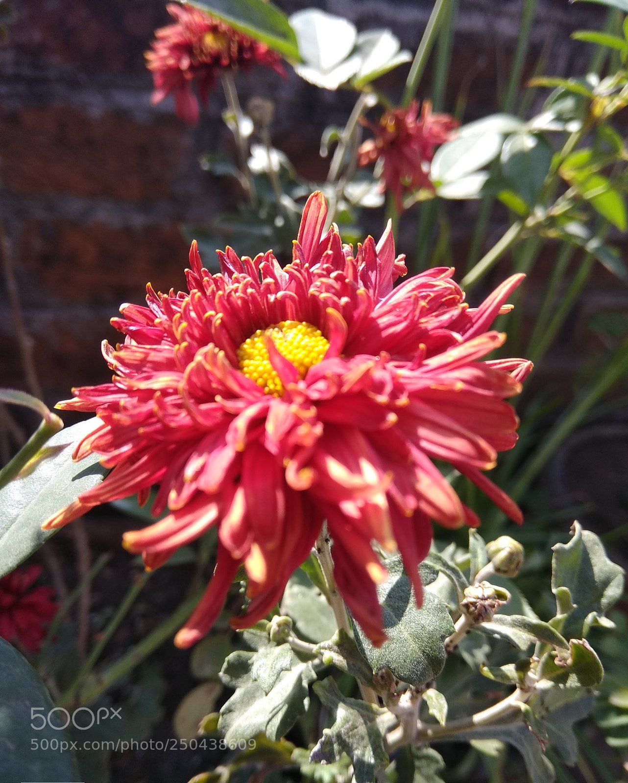 Xiaomi Redmi Note 4 sample photo. Flower photography